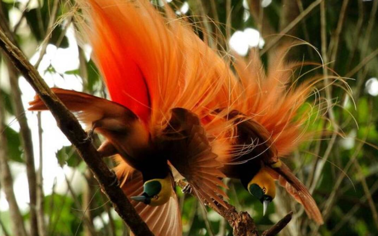 Keunikan Burung Cendrawasih Papua Keindahan Alam Nusantara