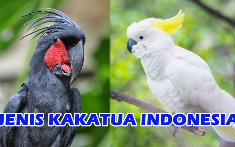 Burung Kakatua di Indonesia: Keindahan Keanekaragaman Alam