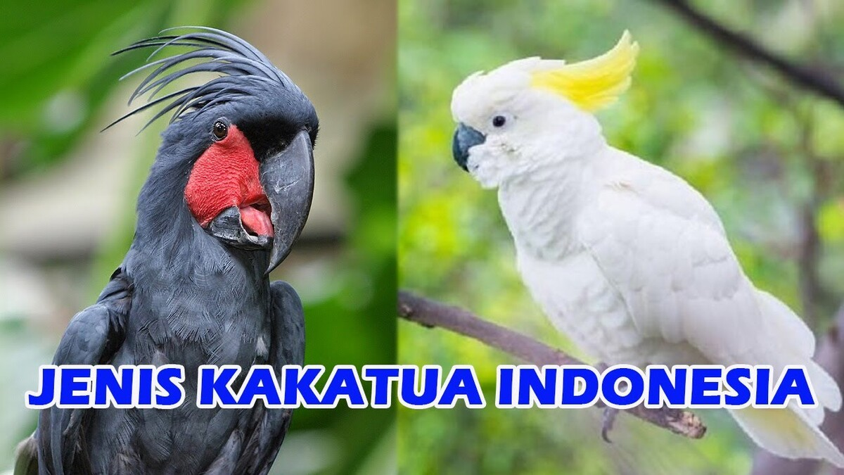 Burung Kakatua di Indonesia Keindahan Keanekaragaman Alam