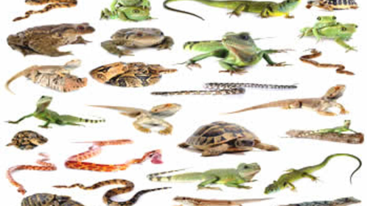 Fakta Menarik tentang Hewan Reptil di Alam Liar