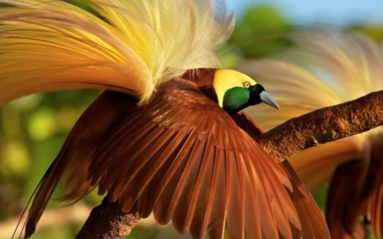 Keindahan dan Keanekaragaman Burung di Indonesia