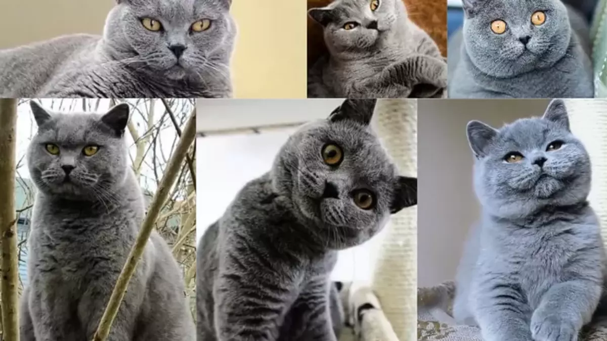 Mengenal Jenis Kucing Mamalia Persia hingga Kucing Jalanan