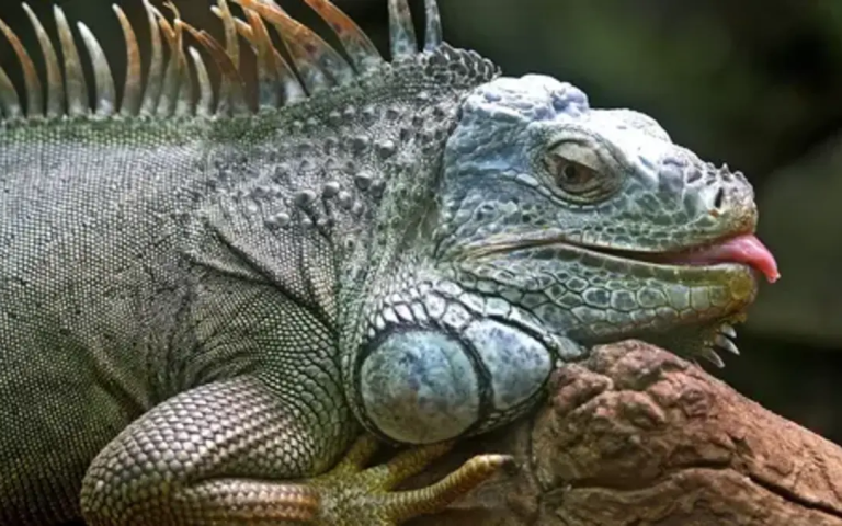 Cara Reptil Bertahan di Lingkungan Ekstrem: Studi Adaptasi